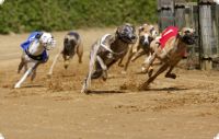 Supplies for racing/coursing